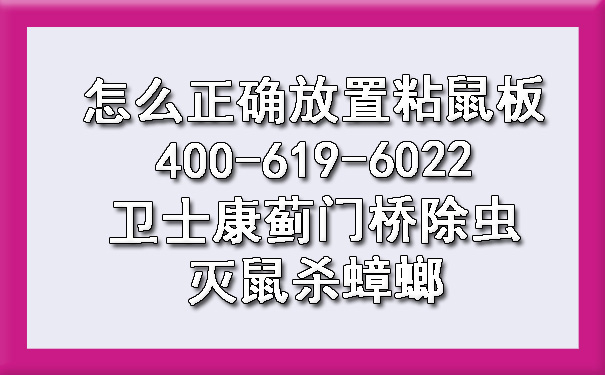 怎么正確放置粘鼠板400-619-6022衛(wèi)士康薊門橋除蟲滅鼠殺蟑螂